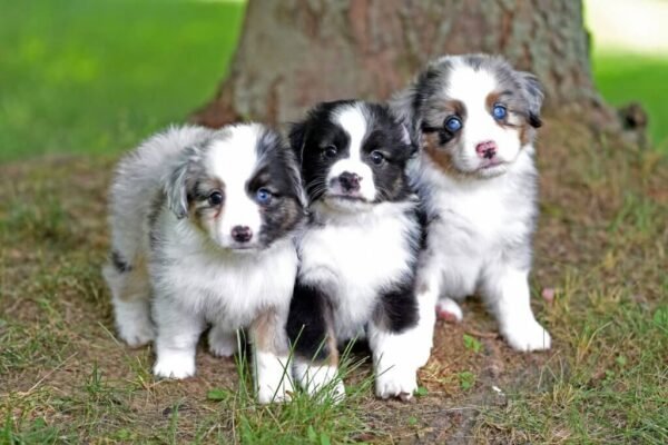 mini australian shepherd for sale