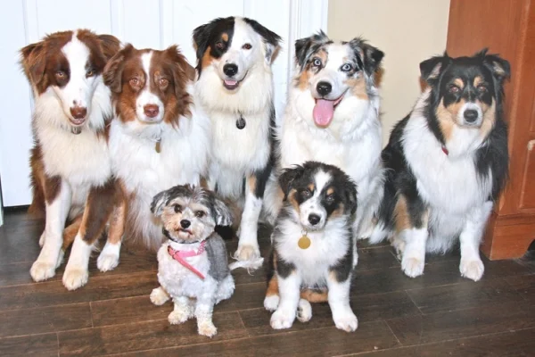 australian shepherd puppies for sale