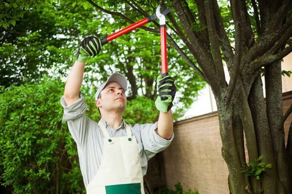 tree removal sunshine coast qld